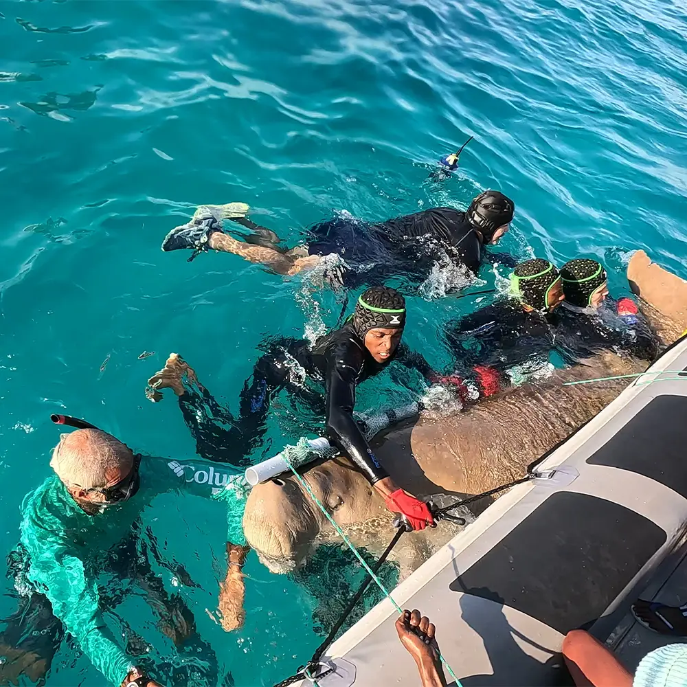 Dugong tagging Bazaruto