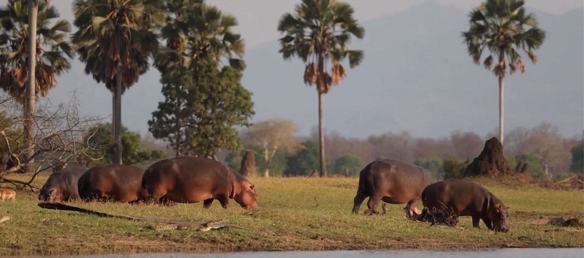 Liwonde National Park