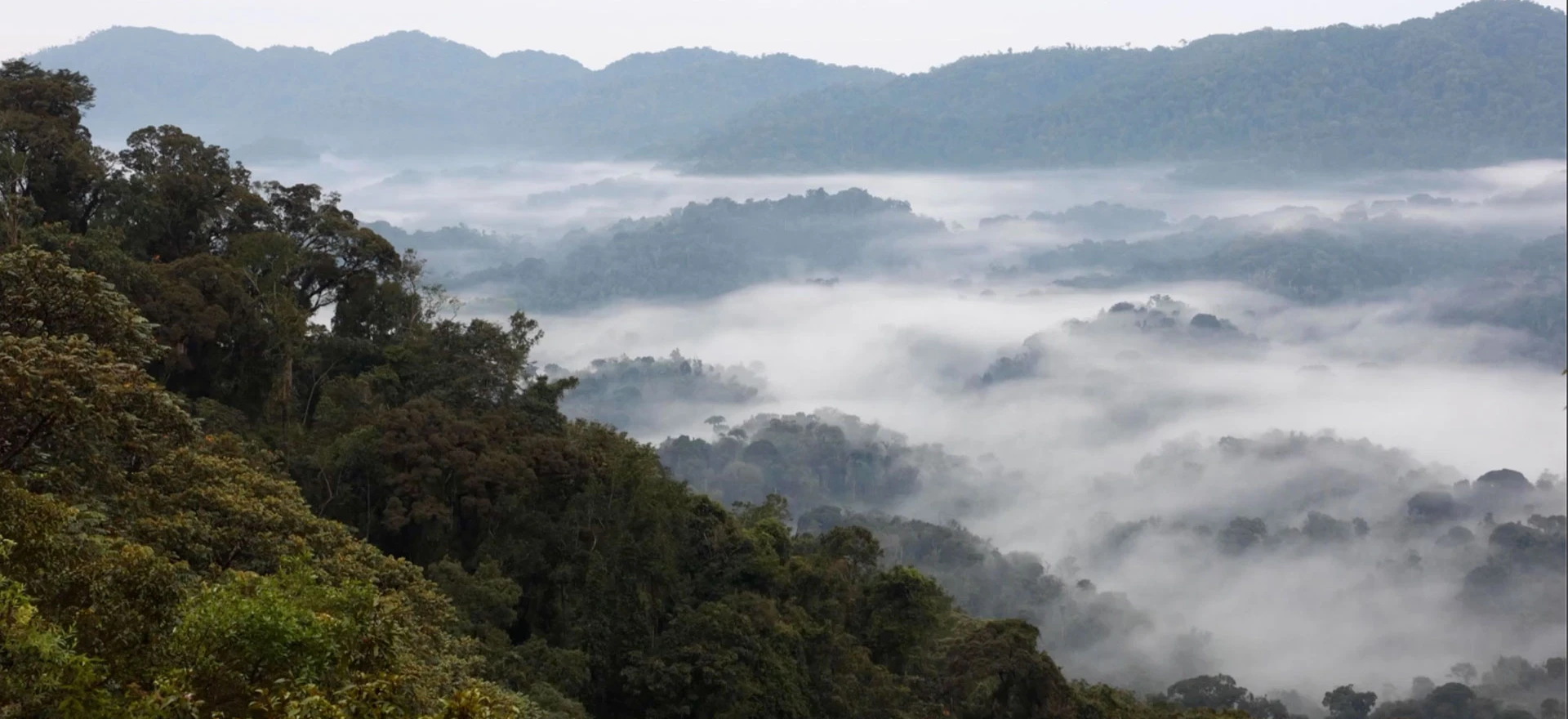 Nyungwe National Park