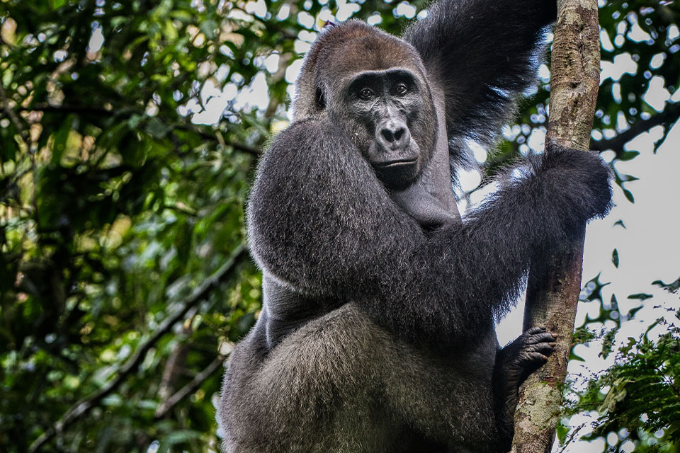 Gorilla watching