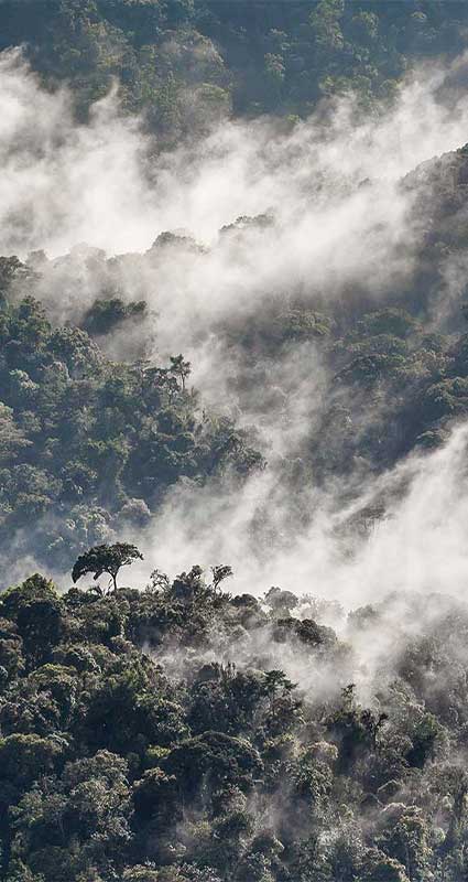 Nyungwe National Park