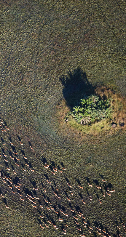 Bangweulu wetlands safari