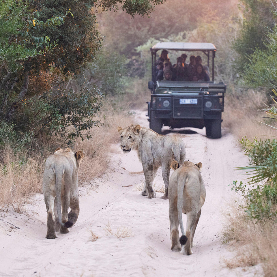 Tembe National Park safari