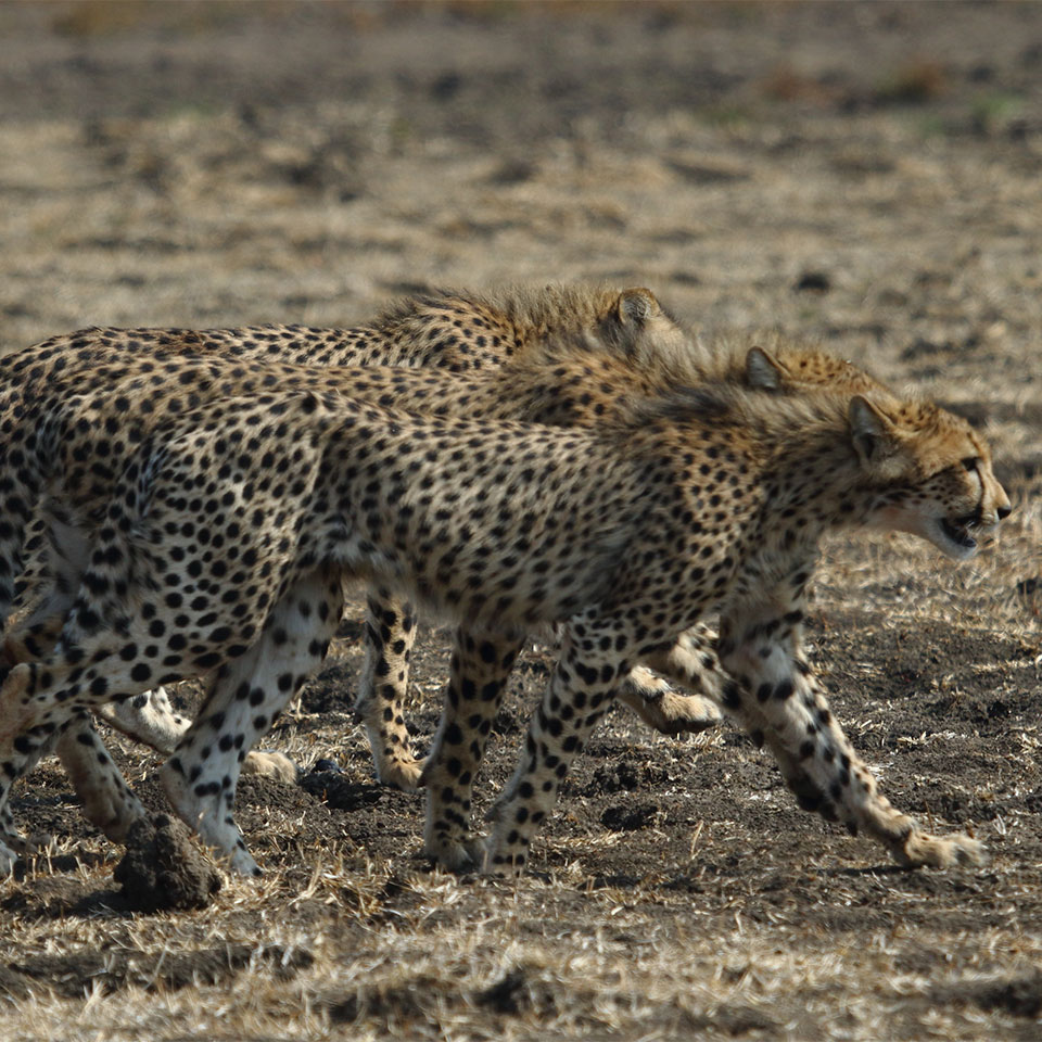 Liwonde cheetahs