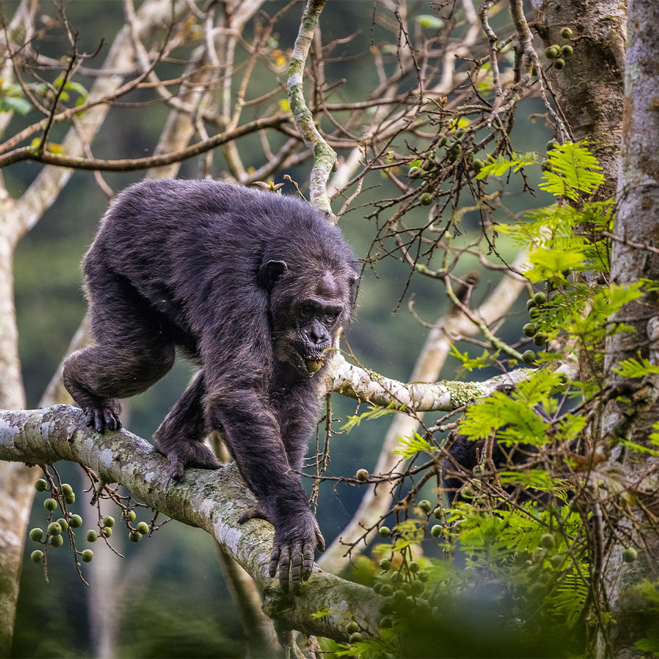 Nyungwe chimpanzee