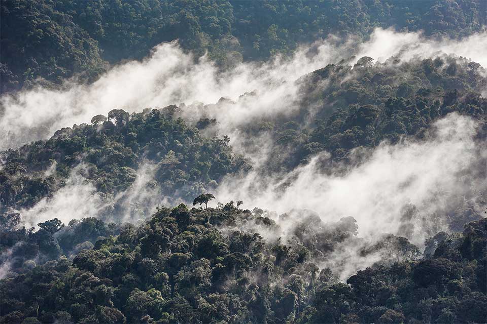 Nyungwe National Park