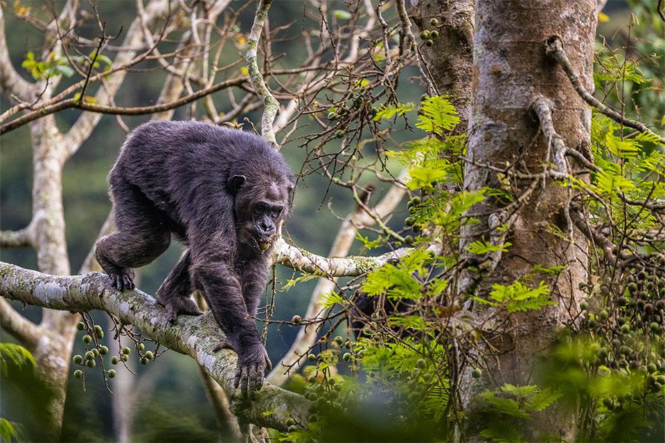 Chimpanzee trekking