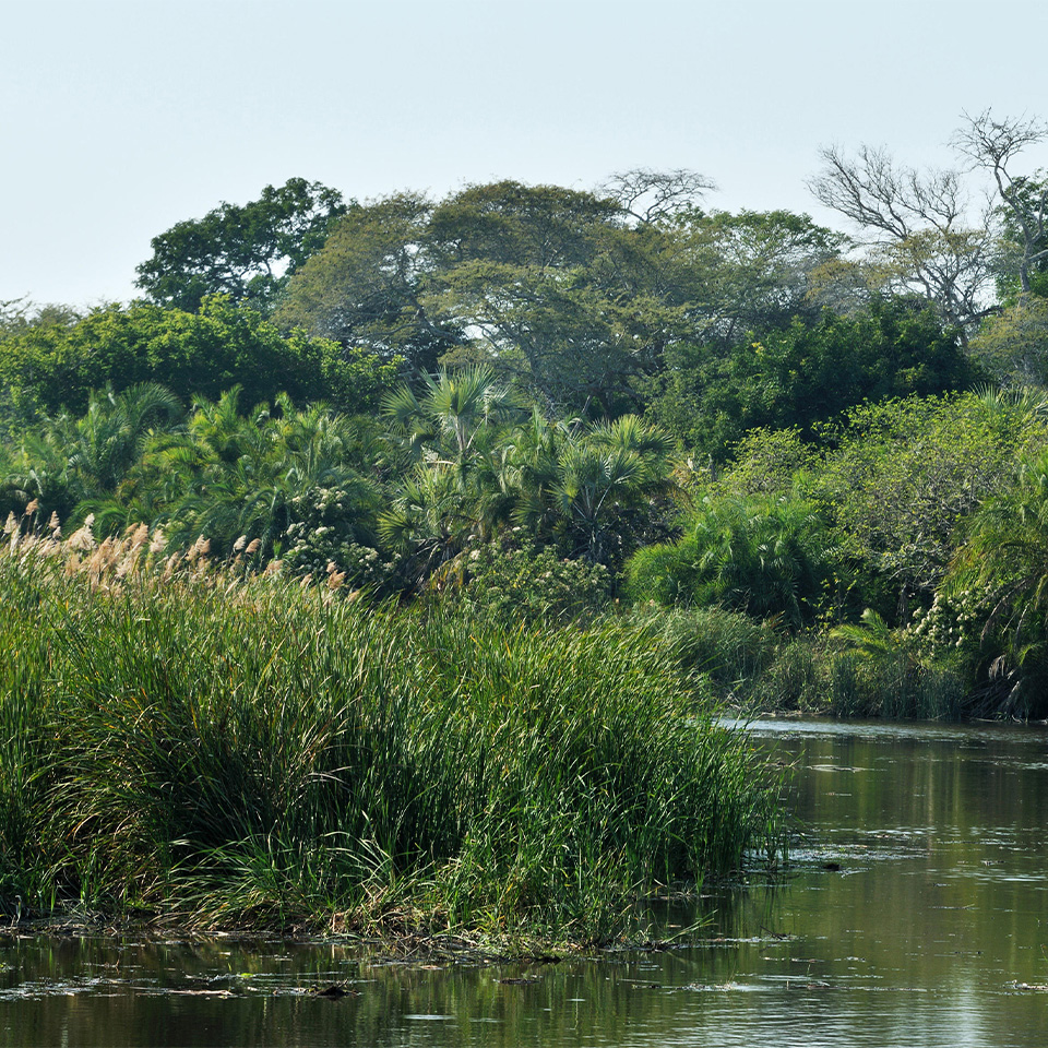 Zululand safari