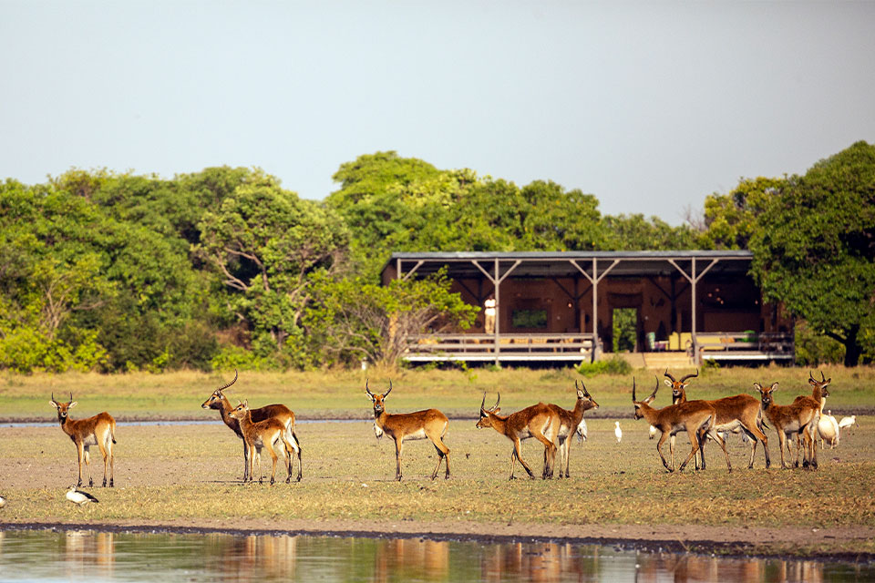 Shoebill Island Camp