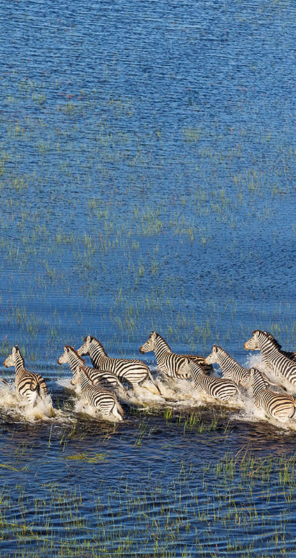 Luxury Botswana safari