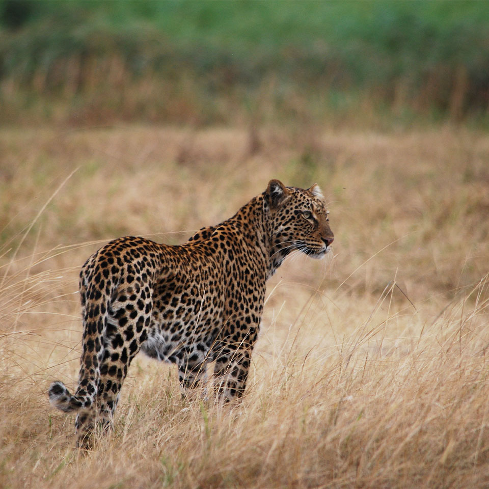 Akagera leopard