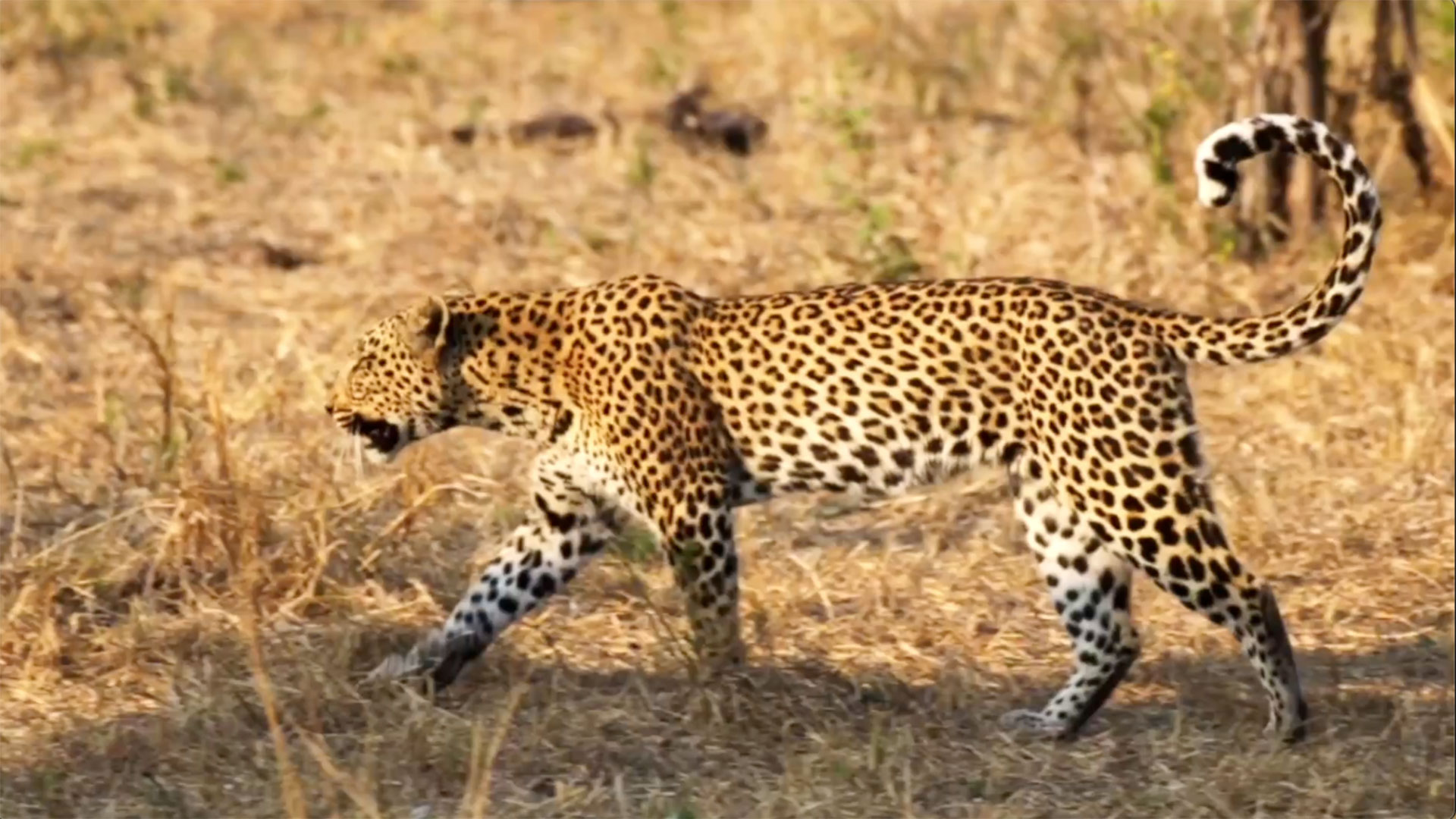 Okavango Delta package